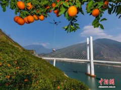 三峡库区无人机“飞”运脐橙